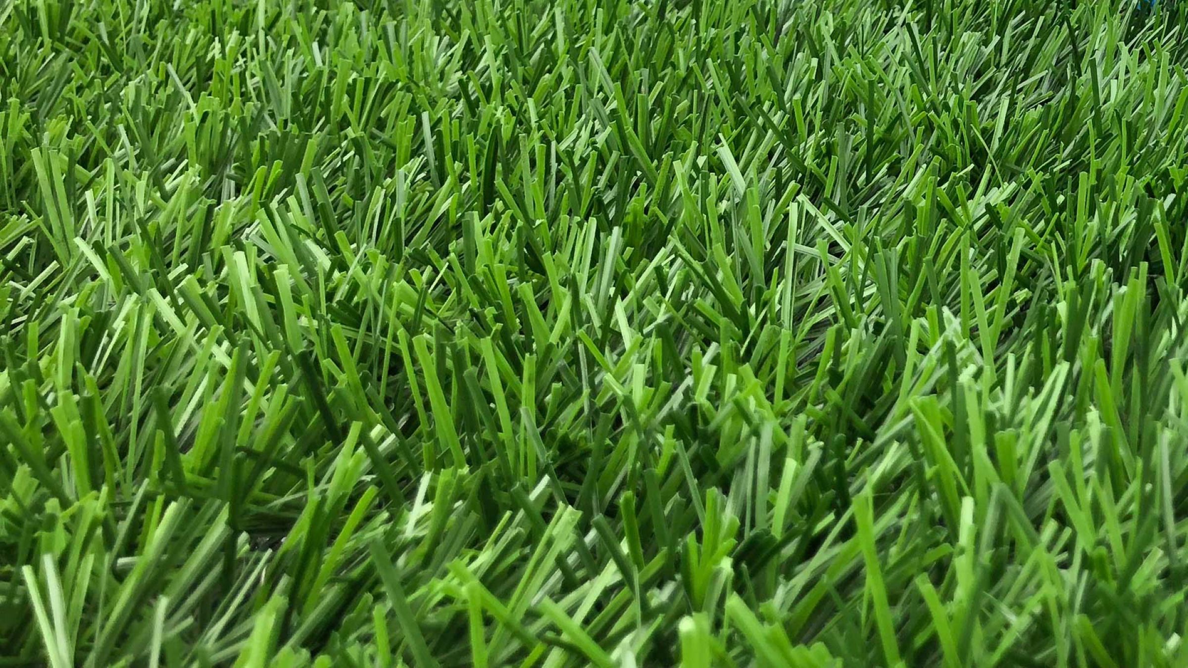 hybridgrass-0